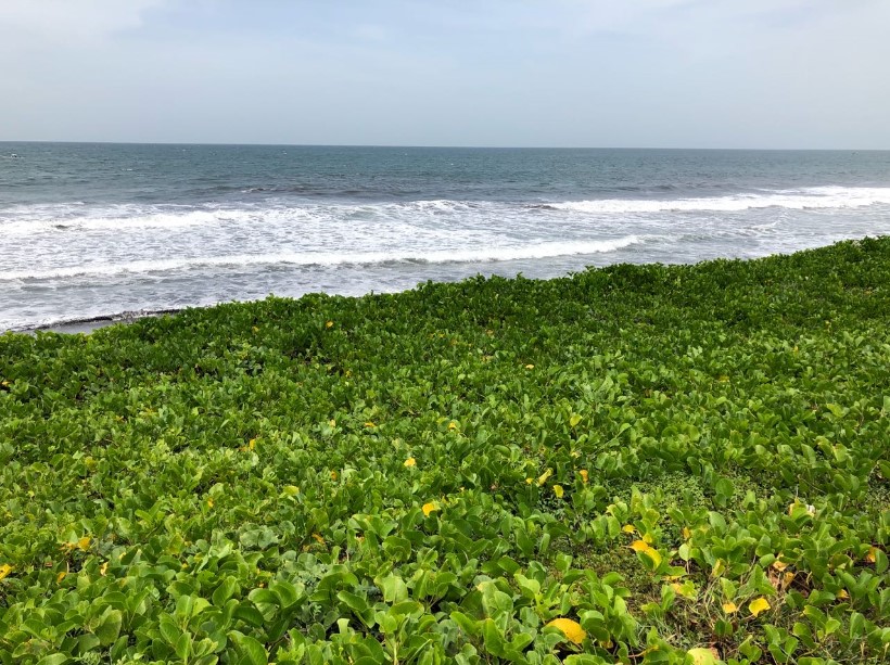 Terreno frente al mar a inicio de Monterrico